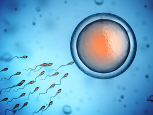 Sperm swimming toward egg